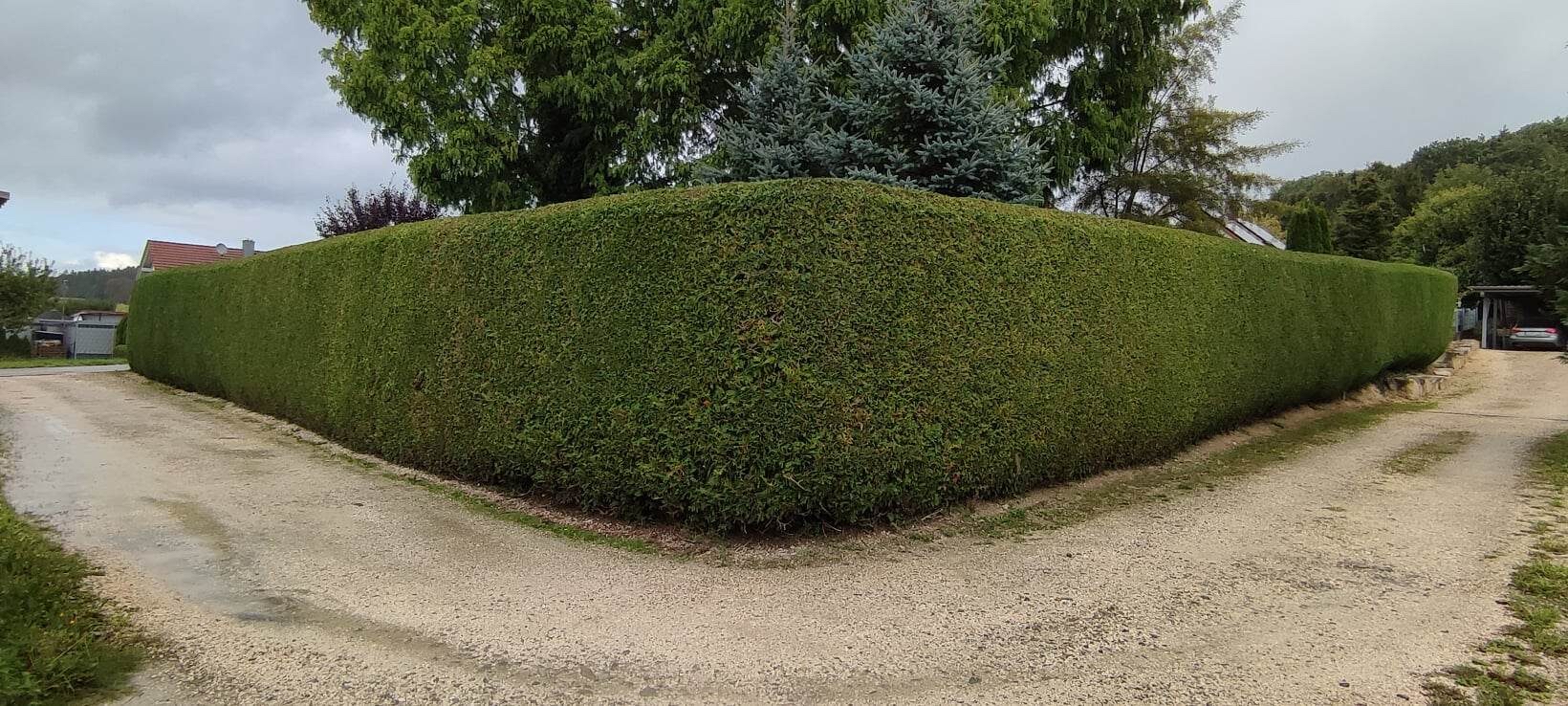 Schnitt einer Hecke