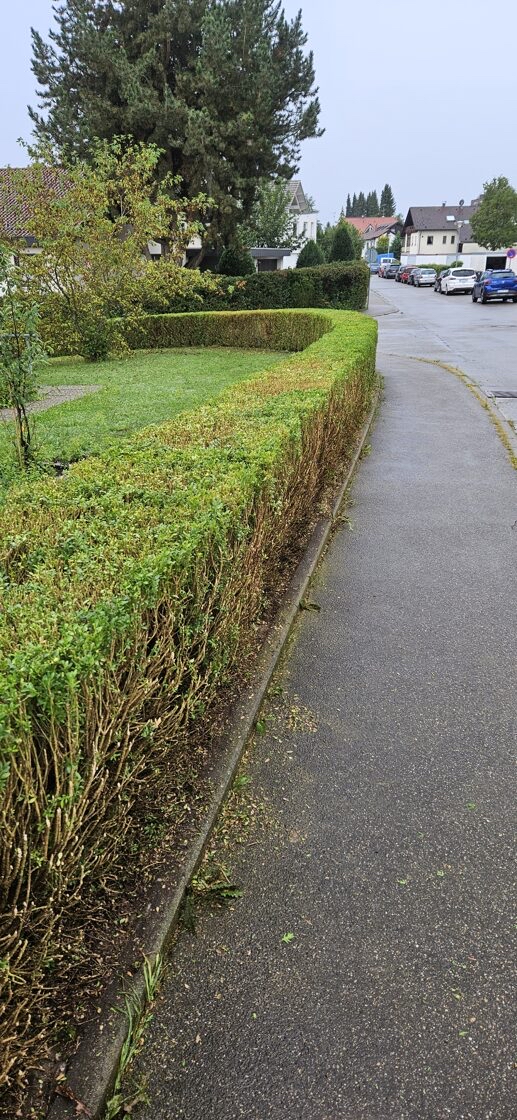 Gepflegte Hecke 2